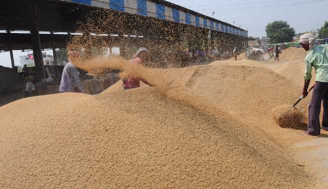 Paddy procurement crosses target in Mehat Pur