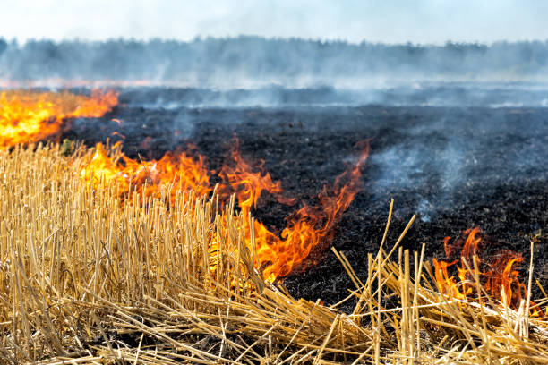 Two farmers booked for burning paddy stubble   