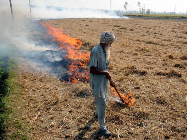 Villager arrested for burning paddy stubble fields.