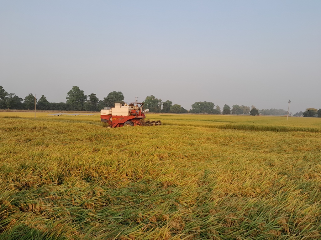 Full recovery of PR 126 as it has been twice tested by PAU-Dr Amrik Singh, Chief agriculture officer Faridkot