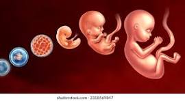 4 months old human embryo found; case register