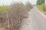 About three years old Kikkar plants were cut down alongside  Panjgrain Kalan to Devi wala road.