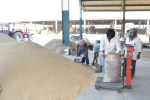 Paddy procurement crosses target in Lohian Khas