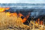 Two farmers booked for burning paddy stubble   