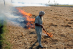 Woman booked, fined for burning paddy stubble fields.