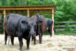 Jalandhar administration bans abandoning cattle in open spaces
