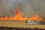 Wheat crop gutted in fire in Nakodar village  