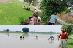 Farmers re-transplant  paddy in  6460-acre area in Lohian Khas