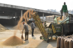 Paddy procurement crosses halfway mark in Jalandhar:Rs 1118 crore paid to farmers :DC