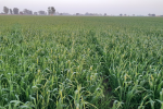  Prolonged winter season is good,but temperature and weather conditions in March determine the yield of wheat.