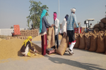 The commission agents from Kotkapura grain market say no to computerized scales and sale of wheat produce to FCI