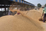 Paddy Procurement Process; Rs. 500 Crore Payment Made to Farmers in Jalandhar D.C