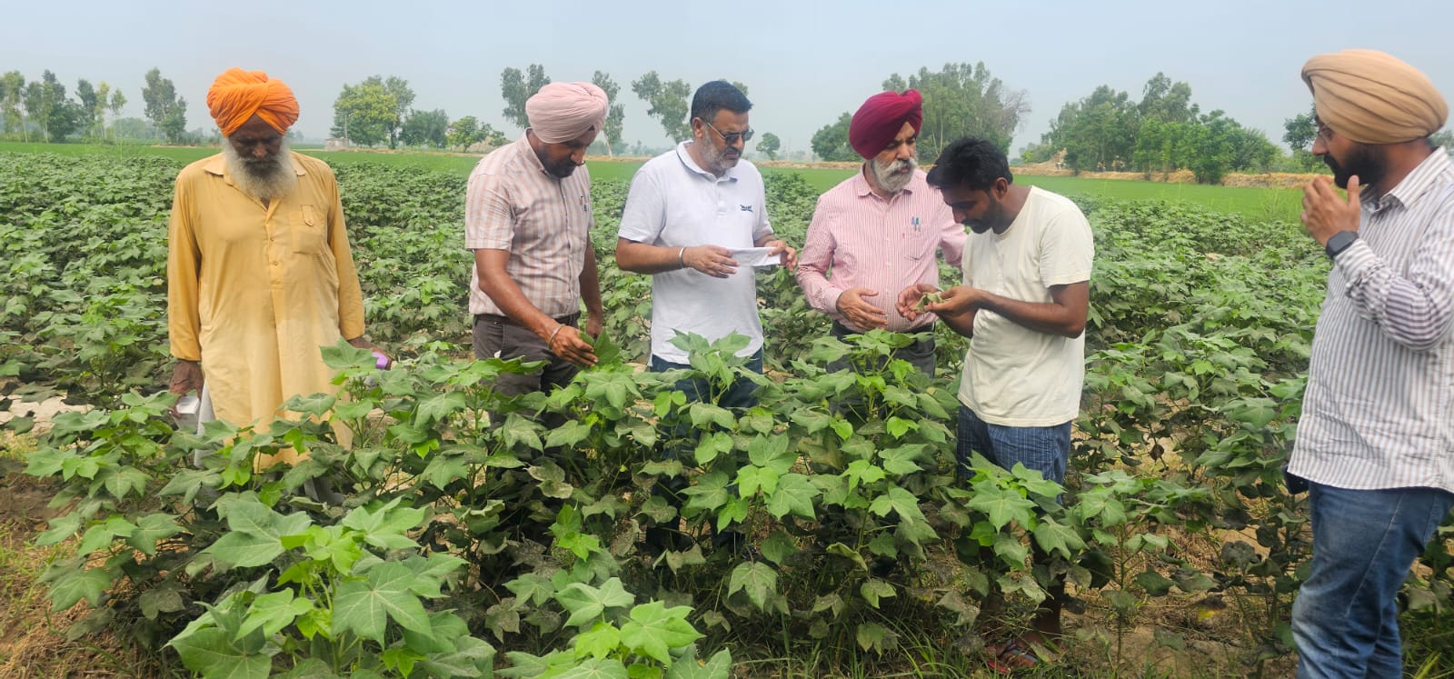 White fly attack:department has formed teams to carry out inspection,no attack of pink boll work so far