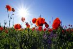   Villager arrested another booked for cultivating poppy crop   -